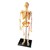 Human Skeleton Model
